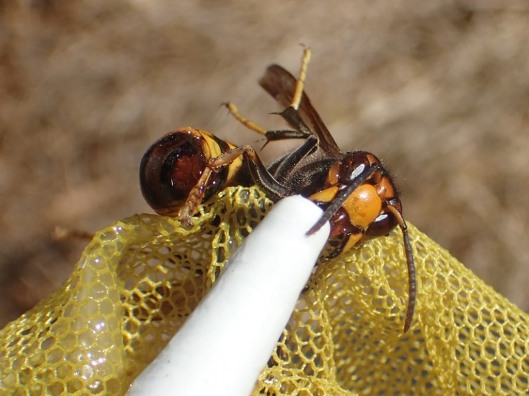 Frelon asiatique : un piège sélectif en 8 étapes selon les conseils d'un  apiculteur